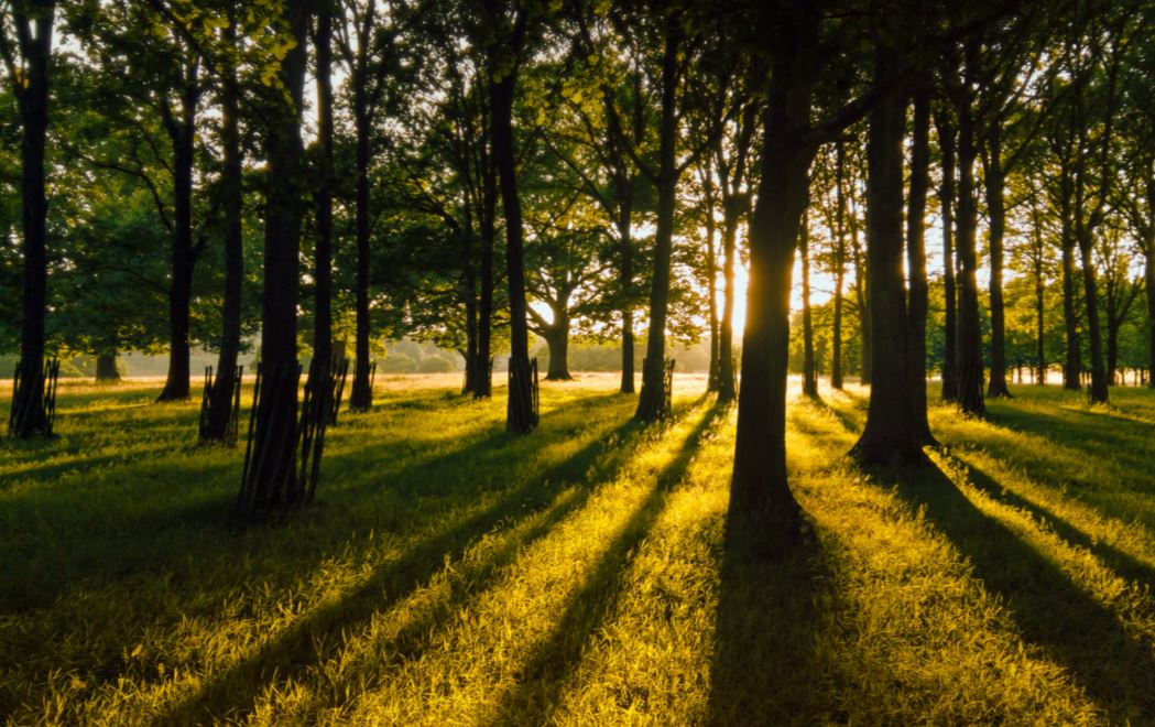 tree removal service alpharetta ga